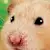 All About Hamsters: Care, Selection & Tips | Petco