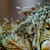 How to Care for a Pet Iguana: Complete Guide