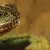 Reptile Habitat Setup Guide | Petco