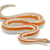 Rosy Boa Care: Your Complete Guide to Food, Habitat & Health