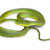 Rough Green Snake Care: Habitat, Diet, Health & Happy Pet Guide