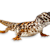 Your Ultimate Guide to Saharan Uromastyx Care: Food, Habitat & Health