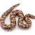 Sand Boa Care: The Ultimate Beginner's Guide to Food, Habitat & Health