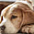 Is Your Pet Depressed? Signs, Causes & How to Help Your Dog or Cat
