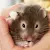How to Take Care of a Hamster: Complete Guide