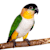 Small Hookbill Parrot Care: Food, Habitat, Health & Behavior Tips