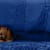 Is Your Dog Anxious? Spot Social Anxiety Signs & Help Them Cope