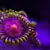 Mastering Soft Coral Care: Setup, Feeding, & Water for a Healthy Reef