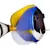 Your Ultimate Tang & Surgeonfish Guide: Tank, Food & Habitat