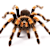 Pet Tarantula Care
