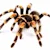 Tarantula Molting Care: Expert Guide for a Safe & Healthy Shed