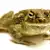 Pet Toad Care: Food, Habitat, Health & Safe Handling Guide
