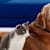 Transitioning Dog & Cat Food: Prevent Upset Stomachs & Vomiting