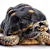 Pet Tortoise Care: Essential Guide to Food, Habitat & Health