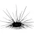 How to Care for Sea Urchins: Tank Setup, Feeding, & Compatibility Tips