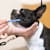 How to Brush a Dog’s Teeth (Successfully)