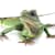 How to Care for a Water Dragon: Habitat, Food, Health & Setup