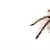 What to Feed a Tarantula: Best Foods & Diet Tips for Pet Spiders