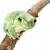 White's Tree Frog Care Guide: Habitat, Food, Health for Thriving Frogs