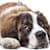 Why Is My Puppy Vomiting? Causes, When To Worry & Solutions