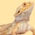 Yellow Fungus in Bearded Dragons: Symptoms & Care