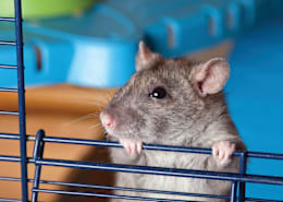 Pet Rats: Essential Care & Surprising Facts for Happy, Healthy Pets