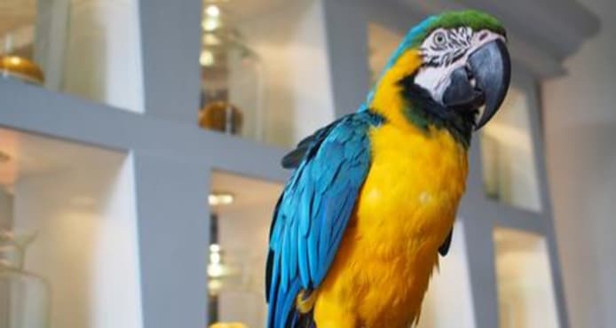 Bird Body Language: What Your Pet Bird Is Telling You