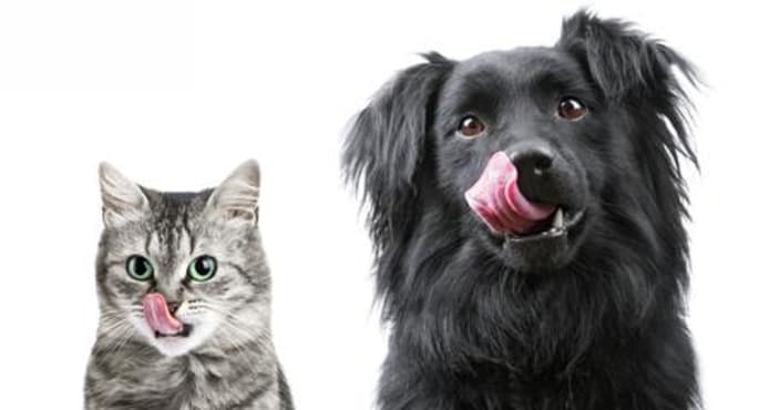 What to Do When Your Pet Eats Bad Food: Food Poisoning Guide