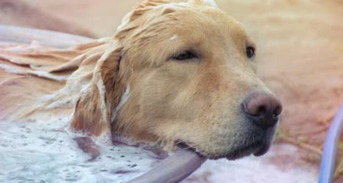Oatmeal Bath for Dogs: Benefits, How-To & Tips