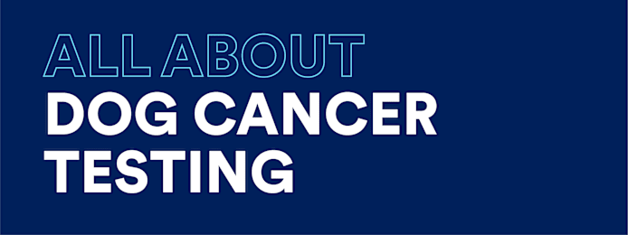Dog Cancer: Spot Early Signs, Understand Testing & Treatment Options