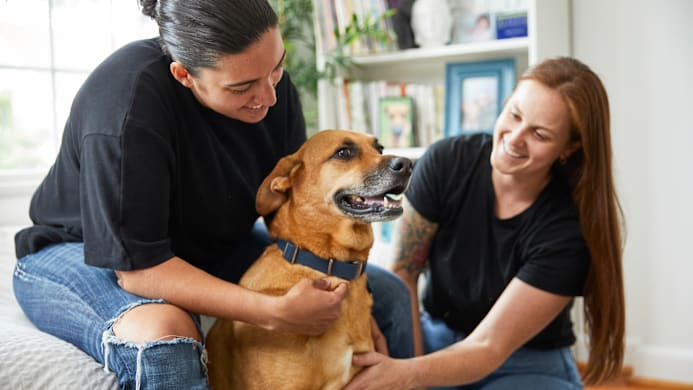 How to Keep Your Dog Calm Around Guests