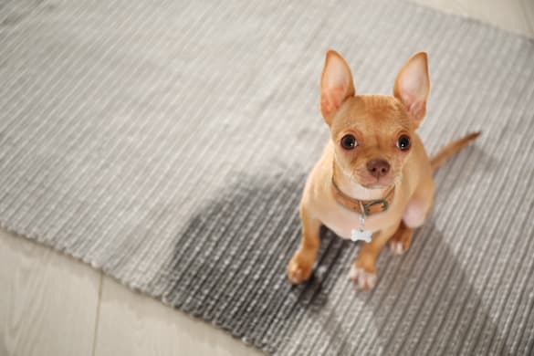 6 Reasons Your Dog Has Potty Accidents Indoors