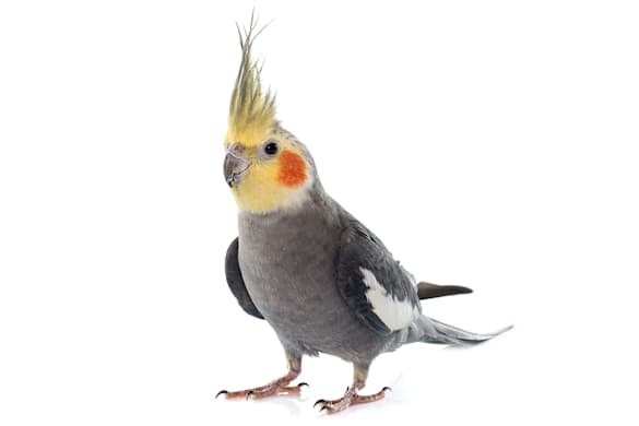 Cockatiel Care: Essential Guide for a Happy & Healthy Bird