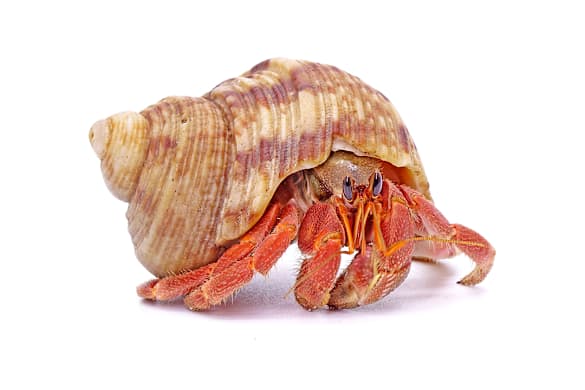 Hermit Crab Care: Habitat, Food & Health for Happy, Healthy Crabs