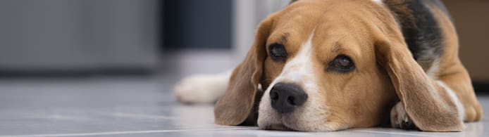 How to Tell If Your Dog Is Sick: Signs & What to Do