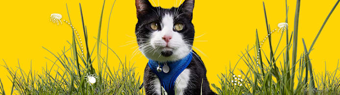 Get Rid of Cat Fleas: Identify, Treat & Prevent Infestations