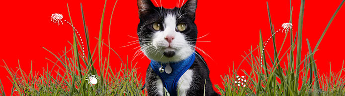 How to Safely Remove Ticks from Your Cat & Dog: Easy Expert Guide