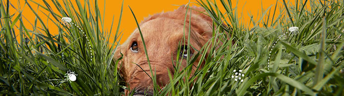 Flea Infestation in Dogs & Cats: Symptoms, Treatment & Prevention