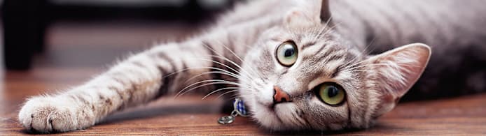 Worried About Your Cat's Cough? Symptoms, Causes & Vet Advice