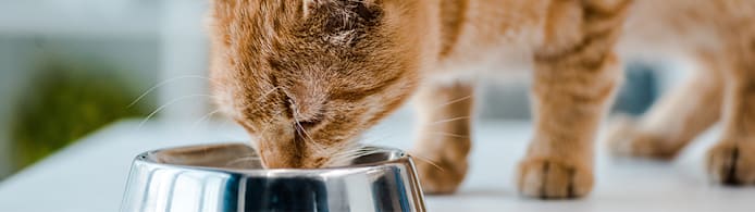 How Much Should a Cat Eat a Day?