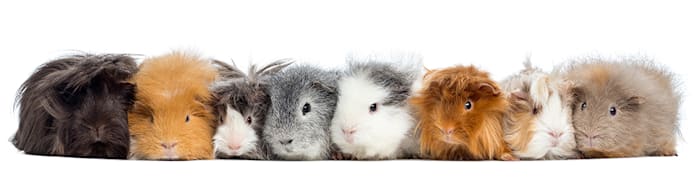 Best Exercise Toys for Guinea Pigs (2024 Guide)