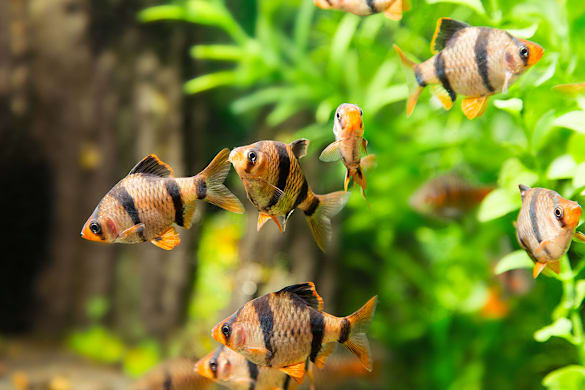 How to Acclimate New Fish & Aquatic Life: Thriving Tank Guide