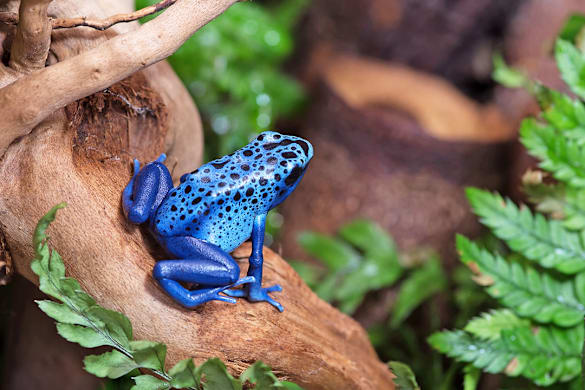 Amphibian Safety: Essential Tips for Healthy Handling & Care