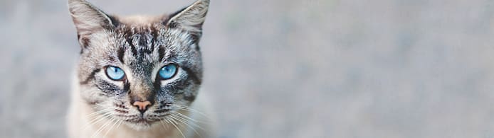 Why Is My Cat Making Biscuits? Kneading Explained