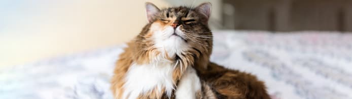 Cat Allergies: Expert Guide to Symptoms, Causes & Effective Treatment