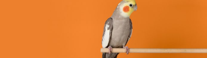 Top Summer Safety Tips for Pet Birds