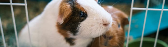 Summer Safety Guide for Small Pets
