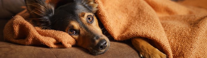 Dog Diarrhea: Understand Causes, Home Care & When to See Your Vet