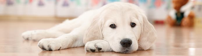 Zeniquin for Dog & Cat Infections: Uses, Risks & Safety Tips