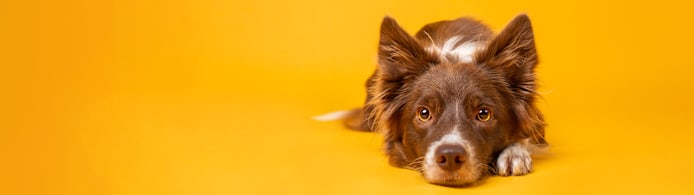 Can Dogs Eat Brussels Sprouts? Yes — With Caveats